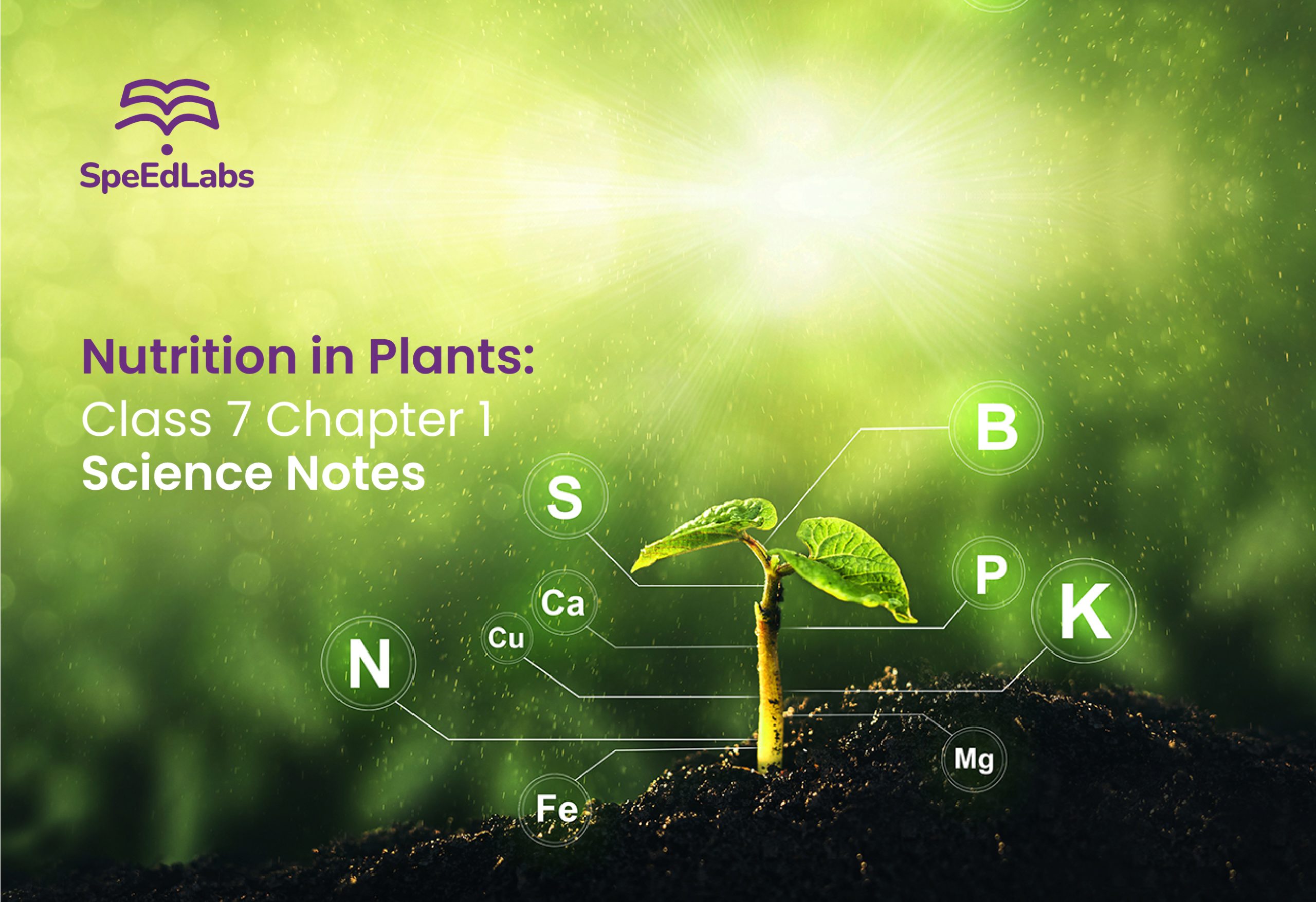 Nutrition in Plants: Class 7 Chapter 1 Science Notes - SpeedLabs Blog