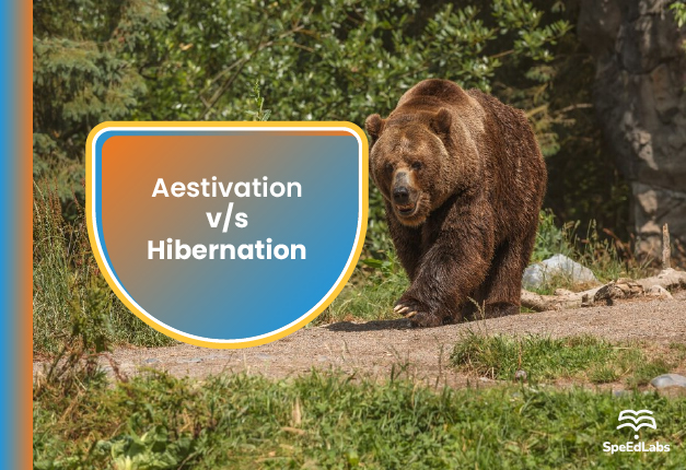 Aestivation v/s Hibernation - SpeedLabs Blog